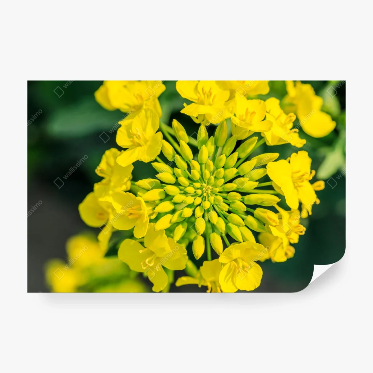 Papier peint fleur de colza en gros plan – Wallnifity® Papier peint fleur de colza en gros plan – Wallnifity®