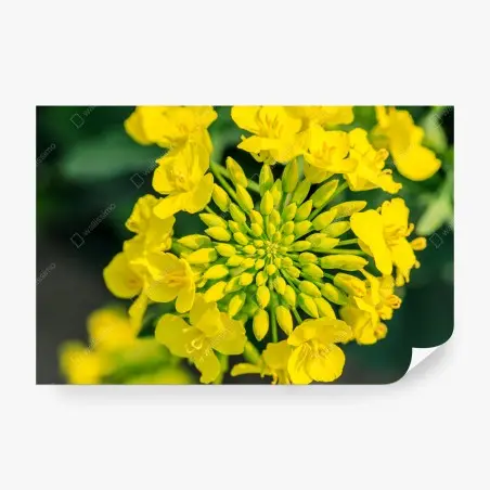 Papier peint fleur de colza en gros plan – Wallnifity®