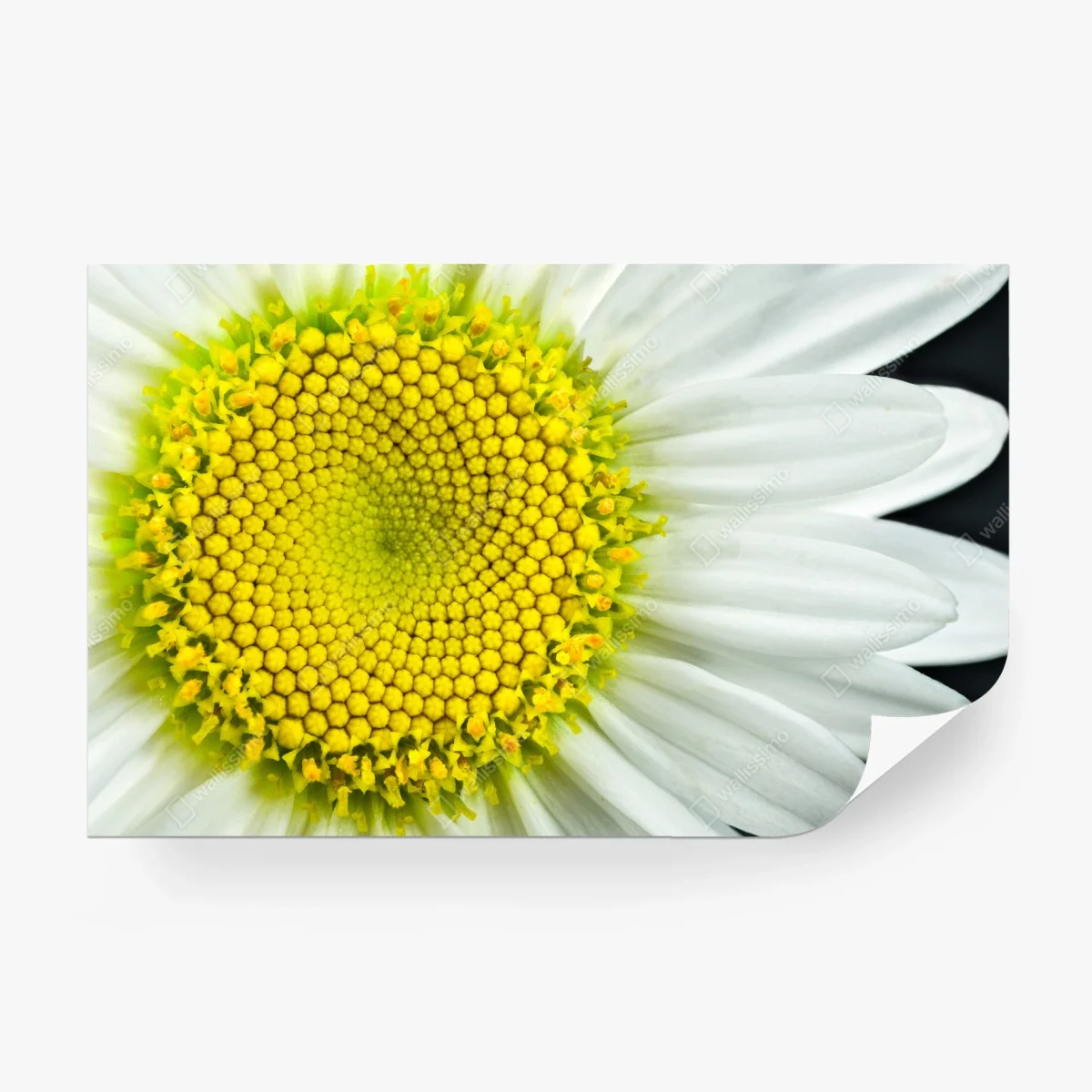 Papier peint marguerite en gros plan : spirale botanique – Wallnifity® Papier peint marguerite en gros plan : spirale botanique – Wallnifity®