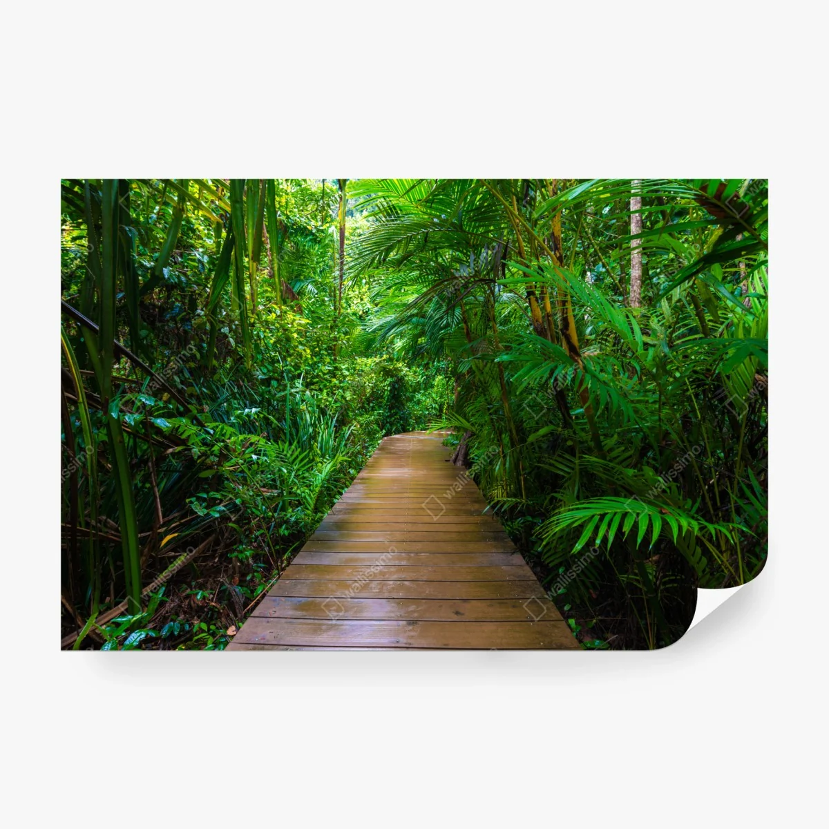 Papier peint passerelle en mangrove, évasion verdoyante – Wallnifity® Papier peint passerelle en mangrove, évasion verdoyante – Wallnifity®