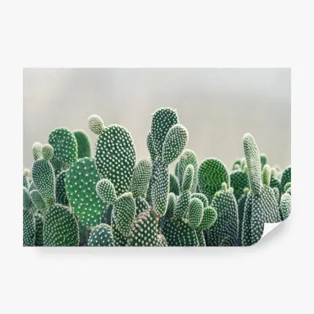 Papier peint opuntia en gros plan – élégance verte et texture – Wallnifity®