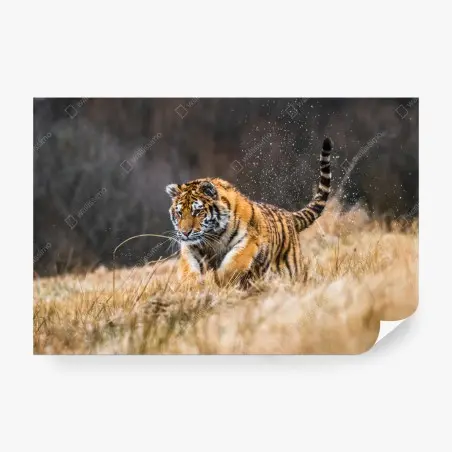Papier peint tigre de Sibérie en plein élan – Wallnifity®