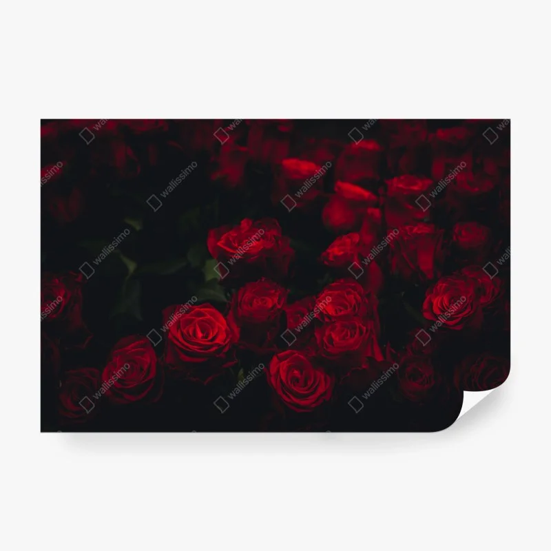 Papier peint roses rouges en clair-obscur – Wallnifity® Papier peint roses rouges en clair-obscur – Wallnifity®