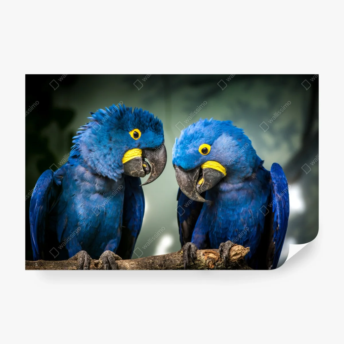 Papier peint duo d'aras hyacinthe au plumage bleu – Wallnifity® Papier peint duo d'aras hyacinthe au plumage bleu – Wallnifity®
