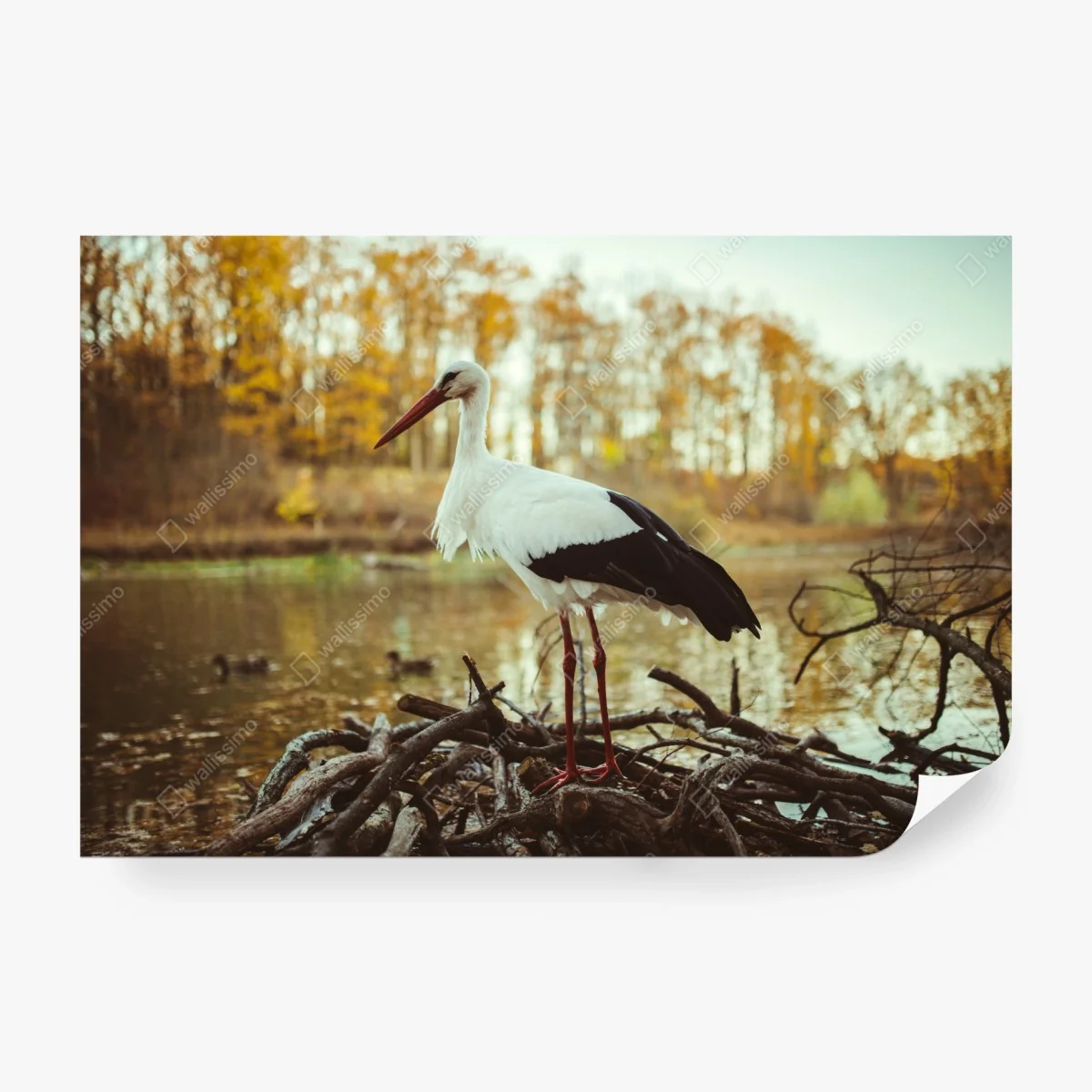 Papier peint cigogne solitaire au bord du lac en automne – Wallnifity® Papier peint cigogne solitaire au bord du lac en automne – Wallnifity®