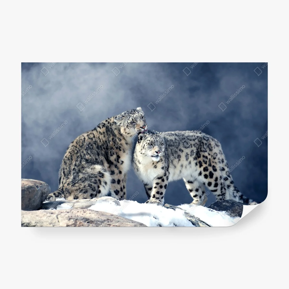 Papier peint deux léopards des neiges en harmonie – Wallnifity®