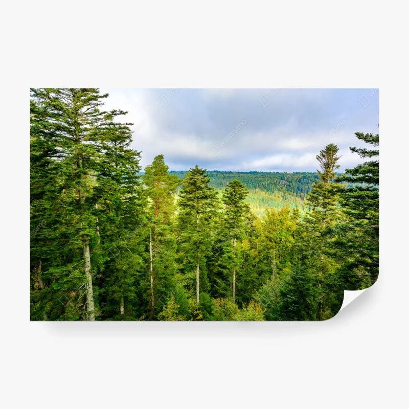 Papier peint paysage automnal de la Forêt-Noire – Wallnifity® Papier peint paysage automnal de la Forêt-Noire – Wallnifity®