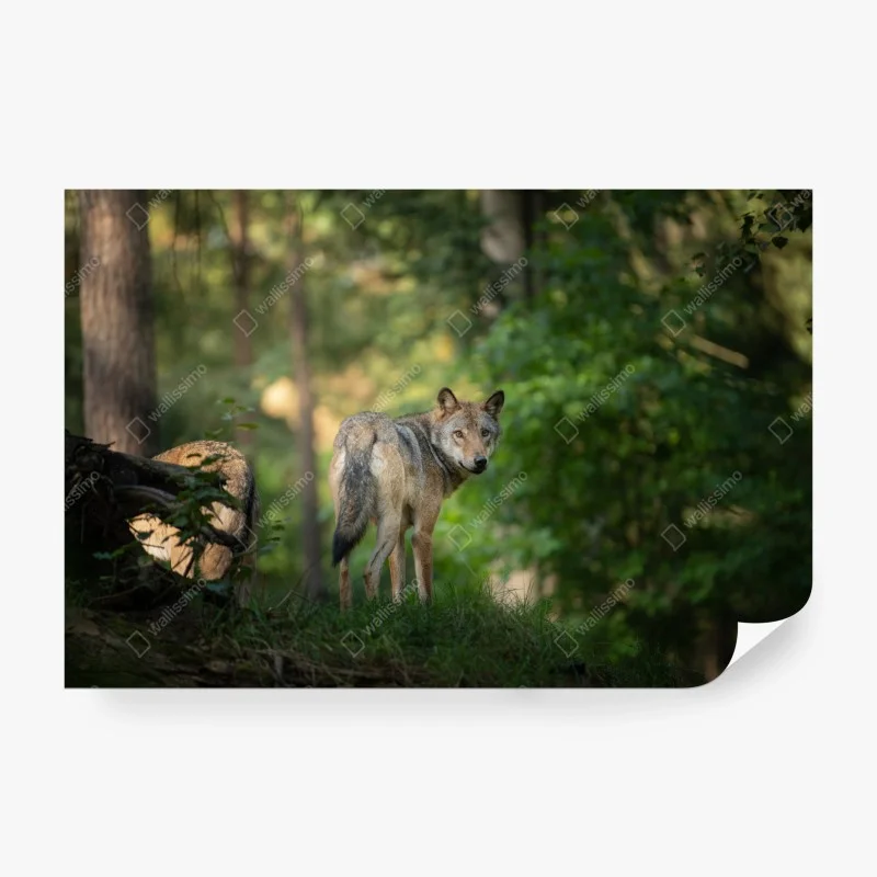 Papier peint portrait de loup dans une clairière boisée – Wallnifity® Papier peint portrait de loup dans une clairière boisée – Wallnifity®
