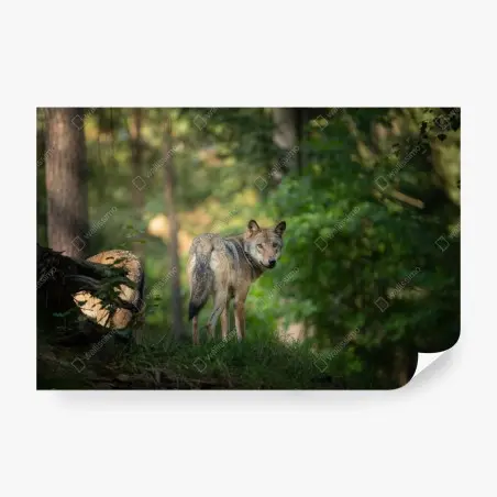 Papier peint portrait de loup dans une clairière boisée – Wallnifity®
