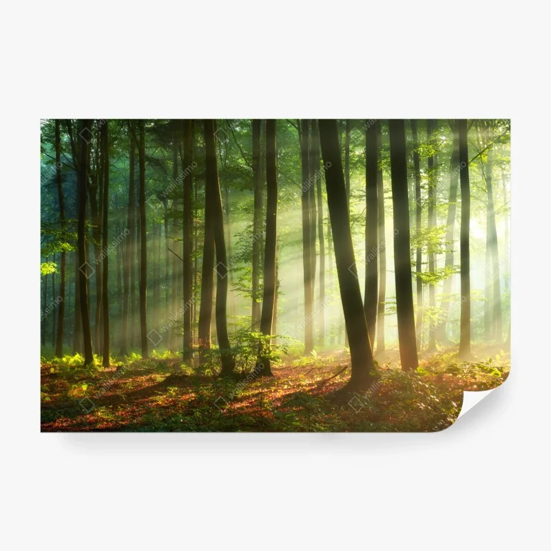Papier peint forêt en lumière matinale – Wallnifity®