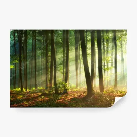 Papier peint forêt en lumière matinale – Wallnifity®