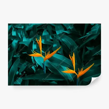 Papier peint oiseaux de paradis sur feuillage turquoise – Wallnifity®