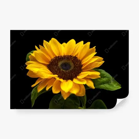 Papier peint éclat de tournesol sur fond noir – Wallnifity®