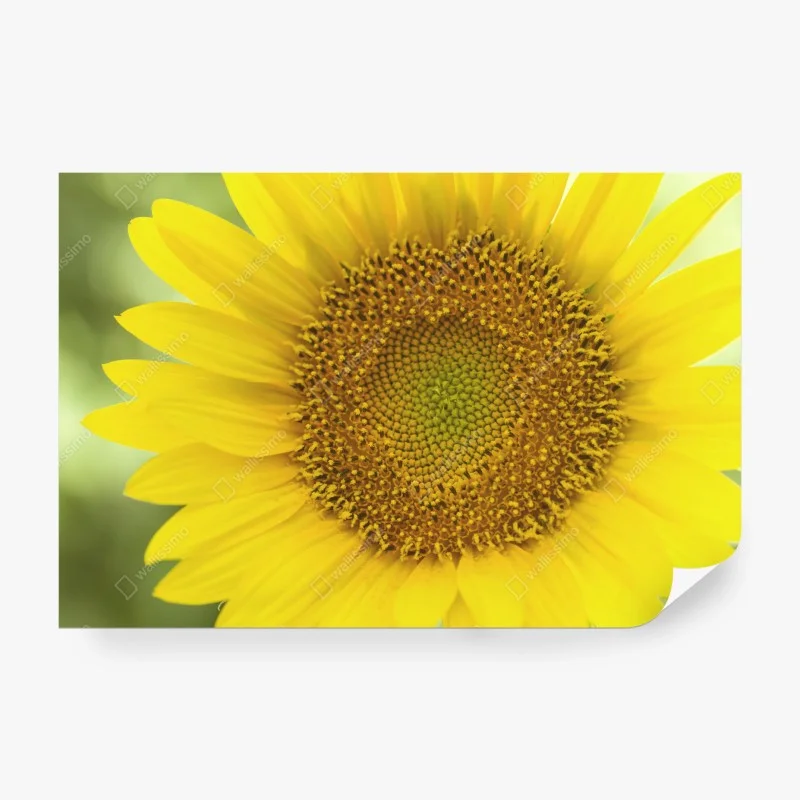 Papier peint cœur de tournesol lumineux – Wallnifity® Papier peint cœur de tournesol lumineux – Wallnifity®