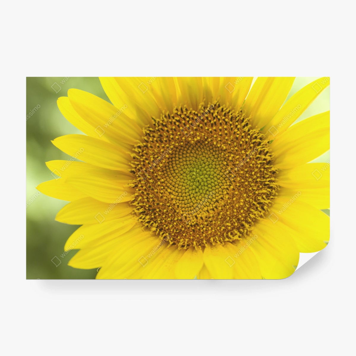 Papier peint cœur de tournesol lumineux – Wallnifity®