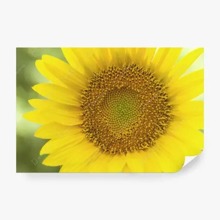 Papier peint cœur de tournesol lumineux – Wallnifity®