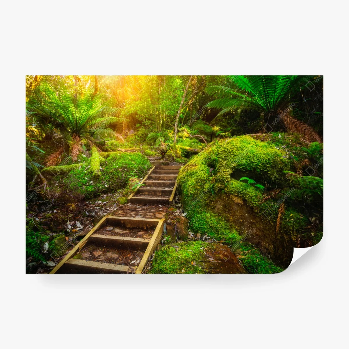 Papier peint sentier luxuriant dans la forêt jurassique de Tasmanie – Wallnifity® Papier peint sentier luxuriant dans la forêt jurassique de Tasmanie – Wallnifity®
