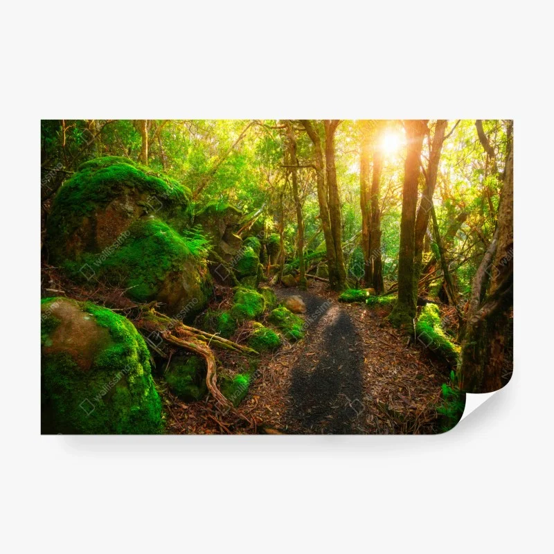 Papier peint chemin verdoyant dans la forêt jurassique de Tasmanie – Wallnifity®