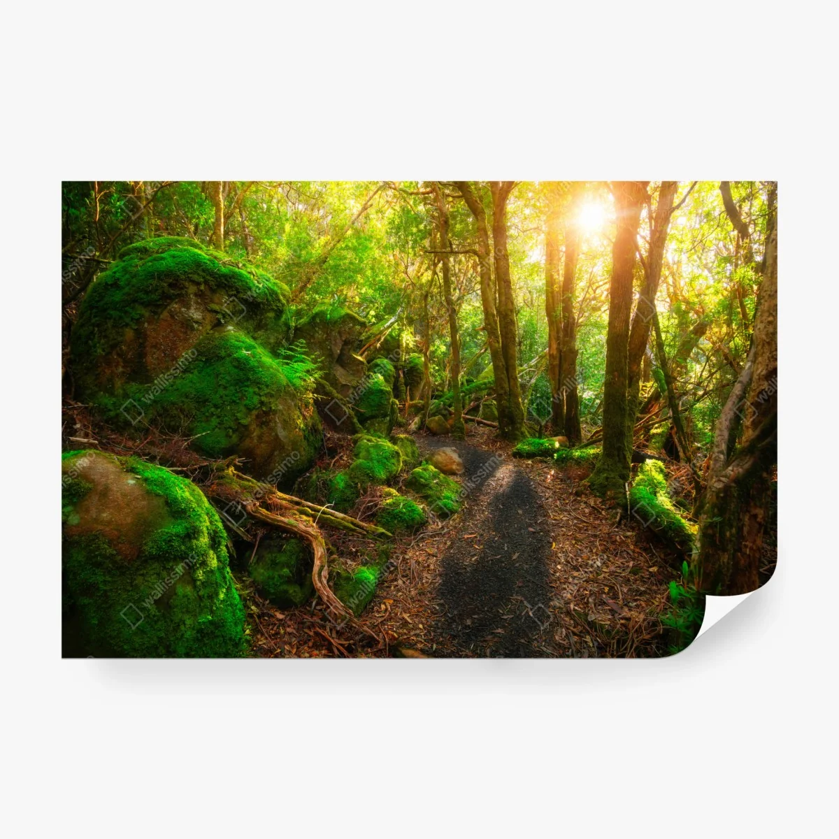 Papier peint chemin verdoyant dans la forêt jurassique de Tasmanie – Wallnifity®