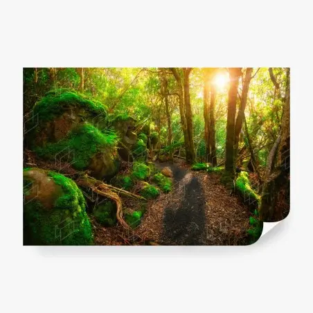Papier peint chemin verdoyant dans la forêt jurassique de Tasmanie – Wallnifity®