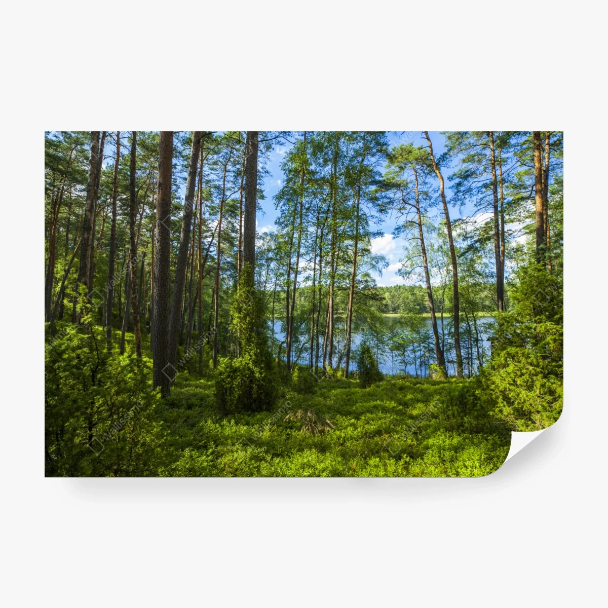 Papier peint paysage forestier au bord du lac – Wallnifity® Papier peint paysage forestier au bord du lac – Wallnifity®