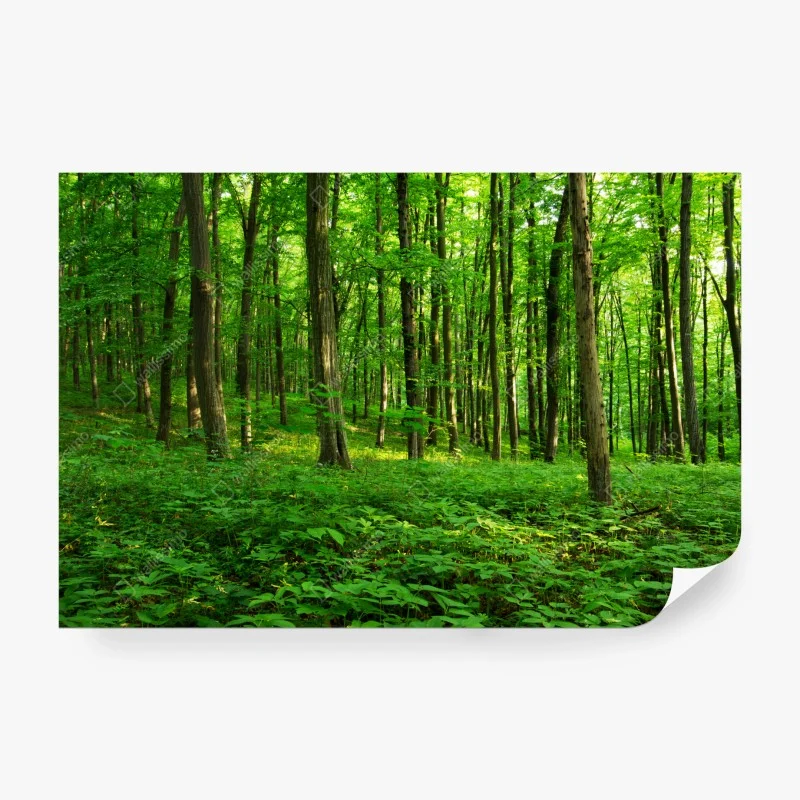 Papier peint forêt verdoyante au printemps – Wallnifity® Papier peint forêt verdoyante au printemps – Wallnifity®