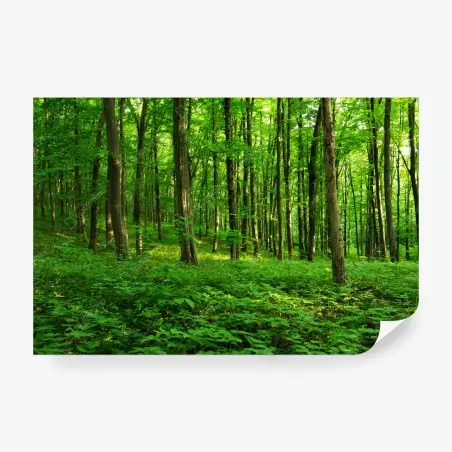 Papier peint forêt verdoyante au printemps – Wallnifity®