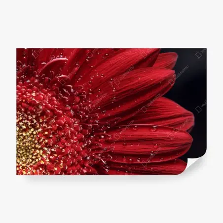 Papier peint gerbera rouge en gros plan – Wallnifity®