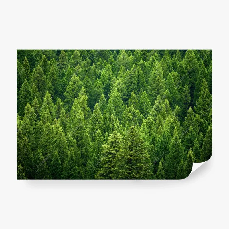 Papier peint forêt de pins émeraude – Wallnifity®