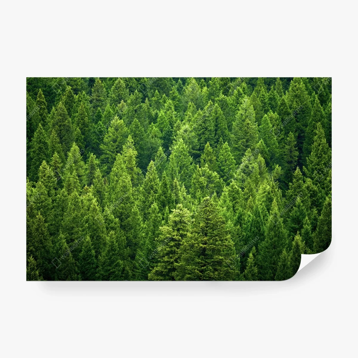 Papier peint forêt de pins émeraude – Wallnifity®