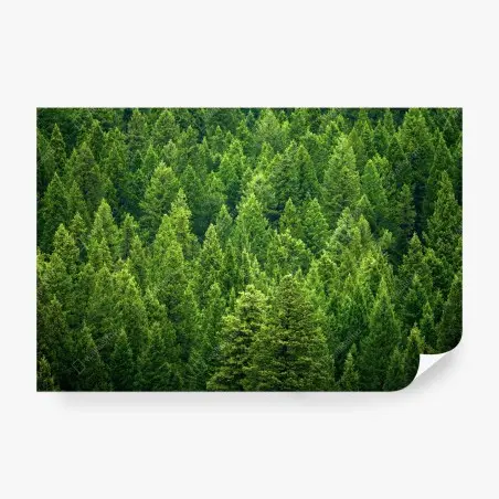 Papier peint forêt de pins émeraude – Wallnifity®