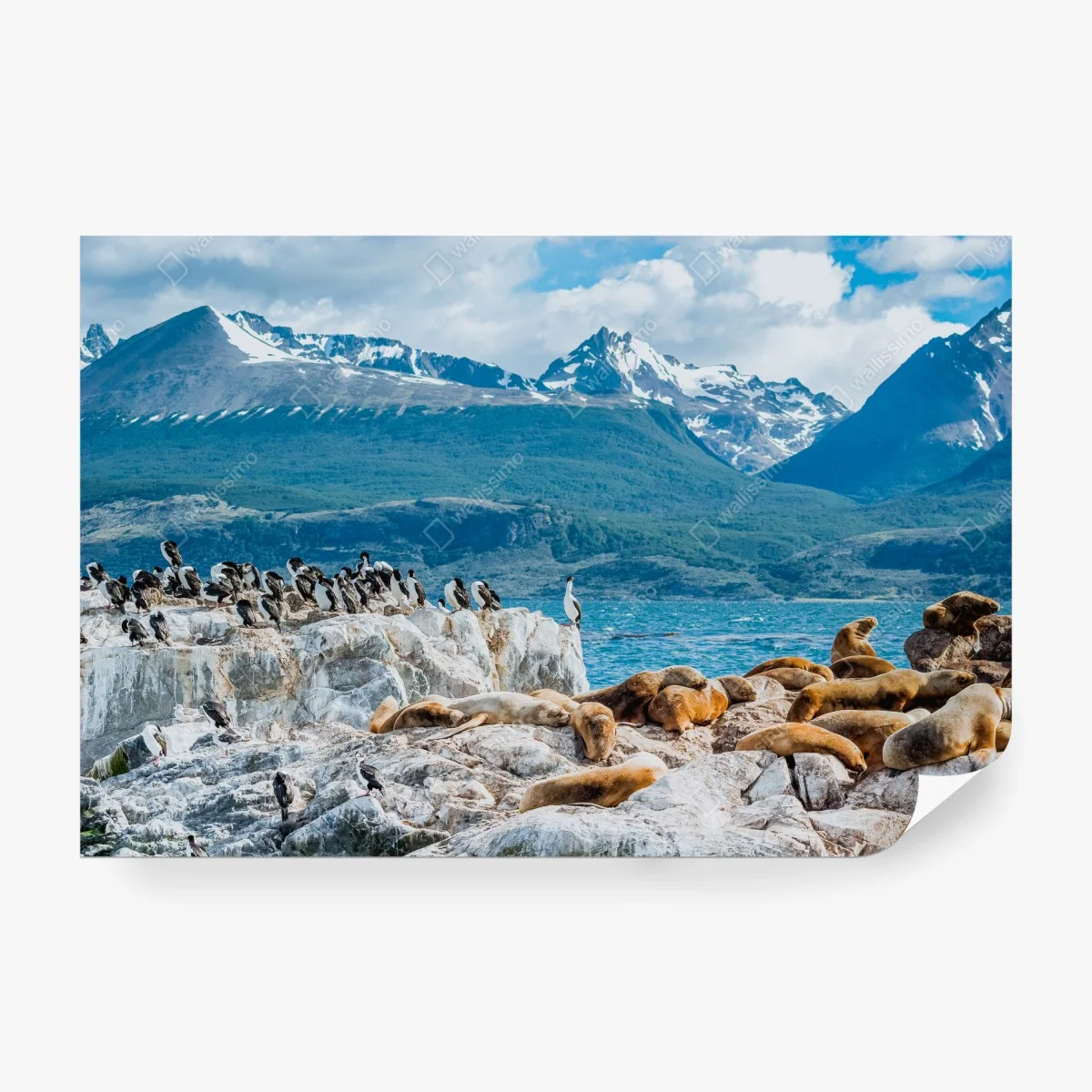 Papier peint colonie d'otaries et d'oiseaux marins au pied des montagnes – Wallnifity® Papier peint colonie d'otaries et d'oiseaux marins au pied des montagnes – Wallnifity®