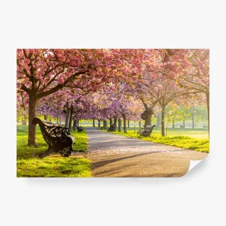 Papier peint promenade sous les cerisiers en fleurs – Wallnifity®