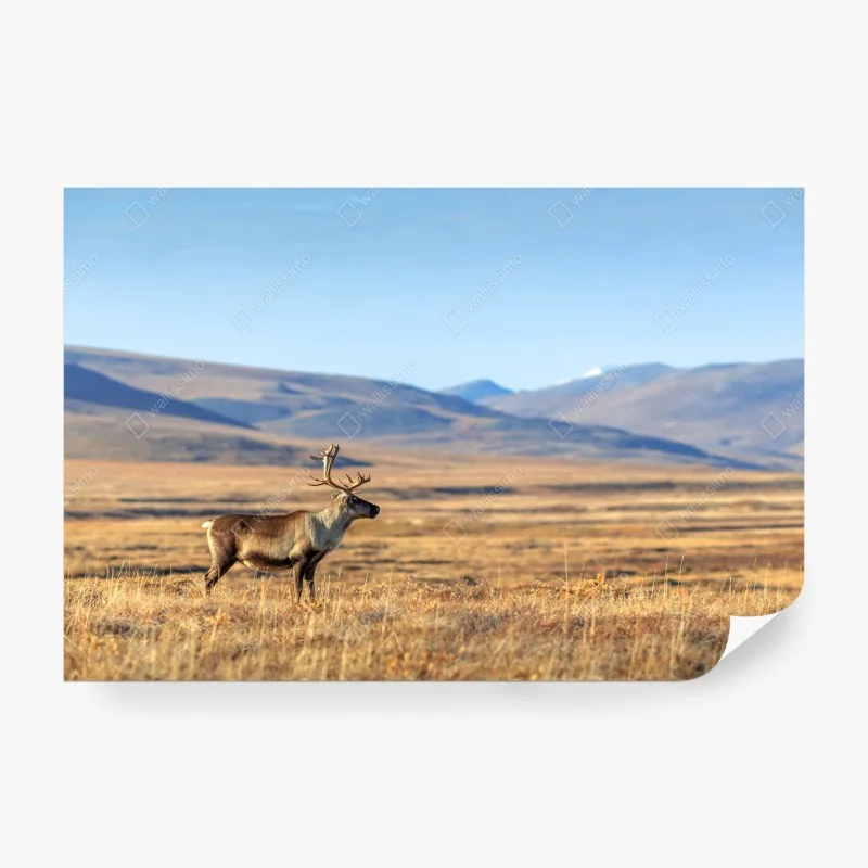 Papier peint renne solitaire dans la toundra arctique, Sibérie – Wallnifity® Papier peint renne solitaire dans la toundra arctique, Sibérie – Wallnifity®
