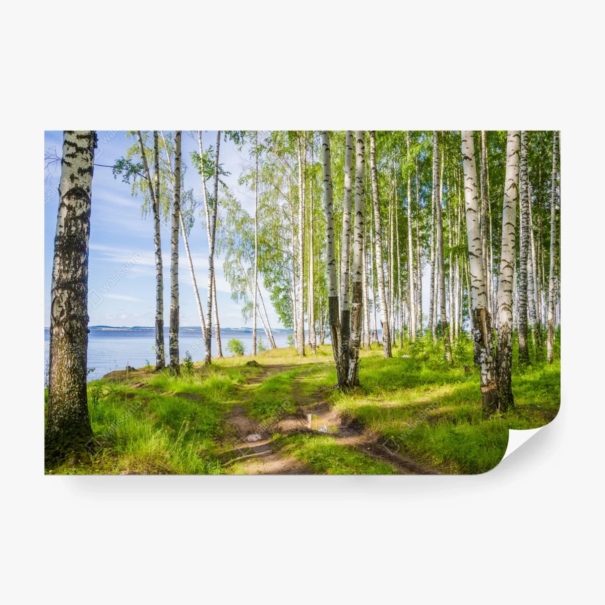 Papier peint clairière de bouleaux au bord du lac – Wallnifity® Papier peint clairière de bouleaux au bord du lac – Wallnifity®