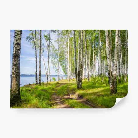 Papier peint clairière de bouleaux au bord du lac – Wallnifity®