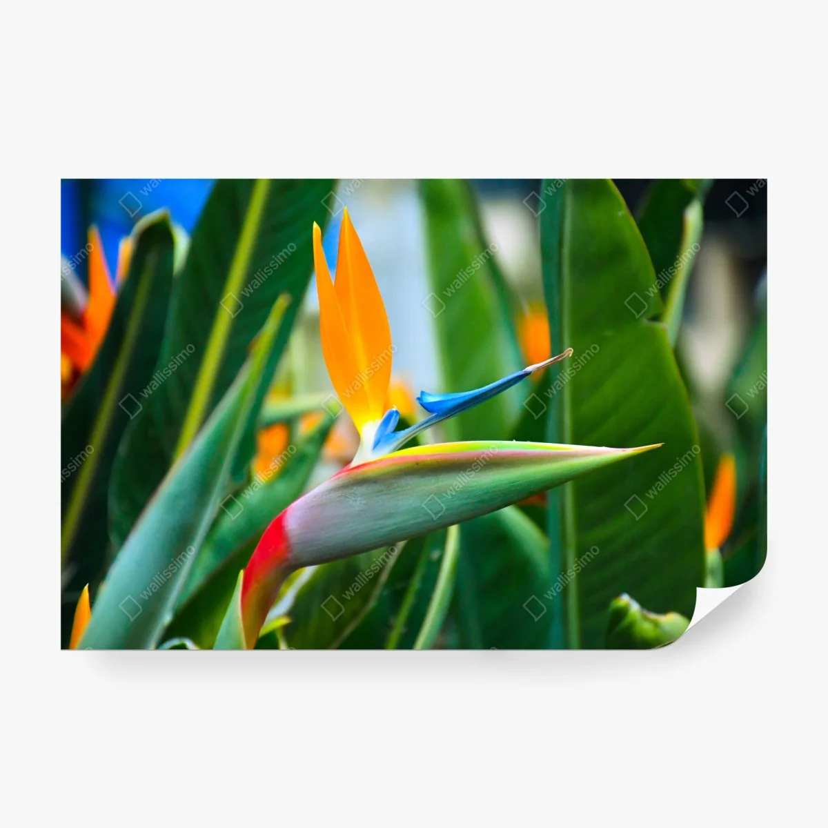 Papier peint oiseau de paradis tropical en gros plan – Wallnifity® Papier peint oiseau de paradis tropical en gros plan – Wallnifity®