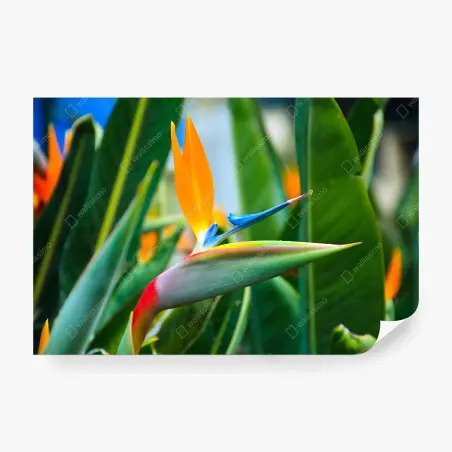Papier peint oiseau de paradis tropical en gros plan – Wallnifity®