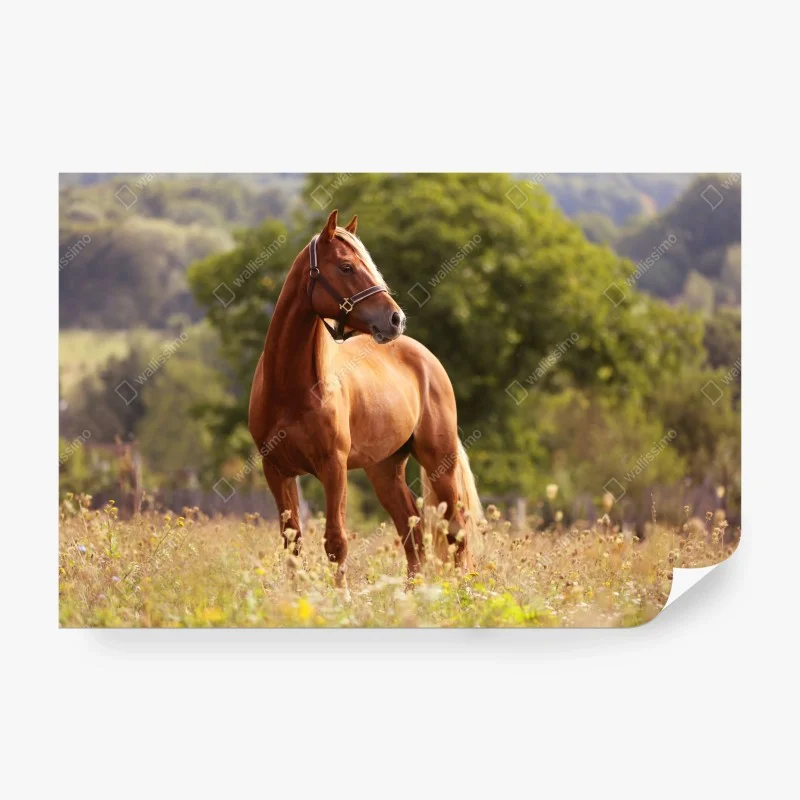 Papier peint cheval alezan majestueux dans un pré – Wallnifity® Papier peint cheval alezan majestueux dans un pré – Wallnifity®