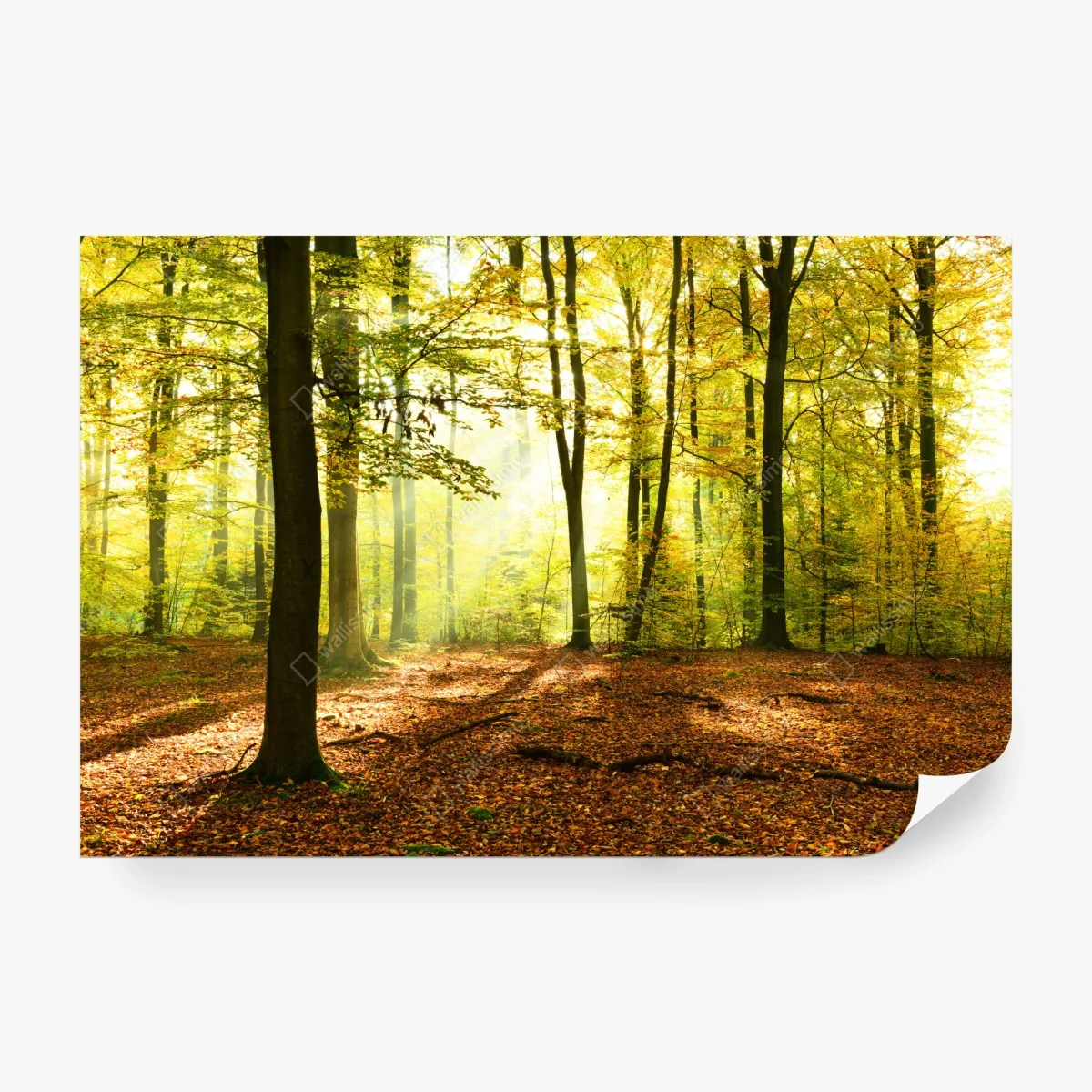 Papier peint forêt d'automne baignée de lumière – Wallnifity® Papier peint forêt d'automne baignée de lumière – Wallnifity®