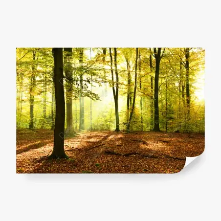Papier peint forêt d'automne baignée de lumière – Wallnifity®