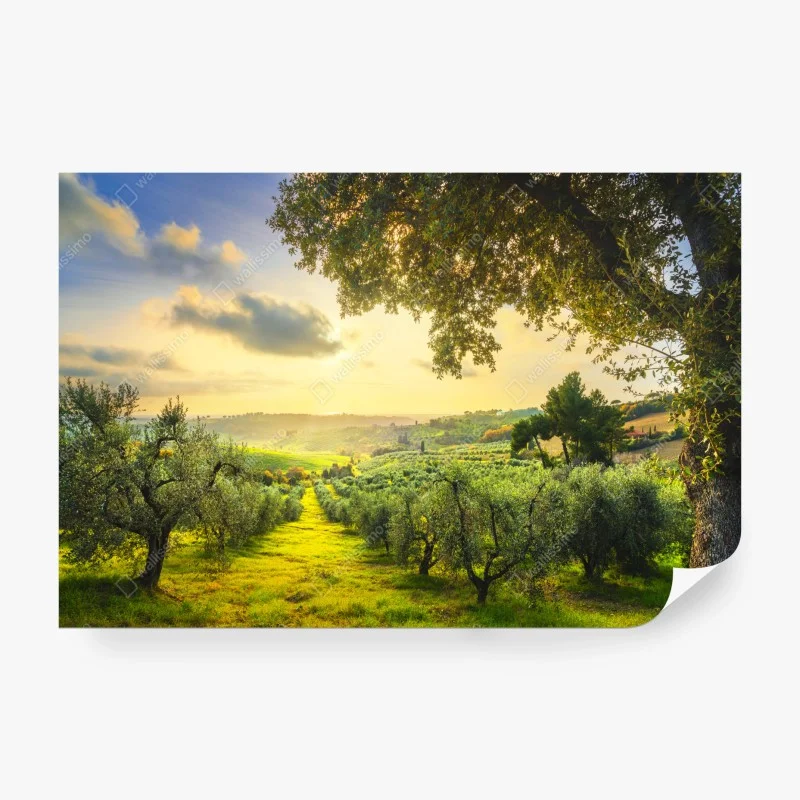 Papier peint oliveraie au coucher de soleil en Toscane – Wallnifity®