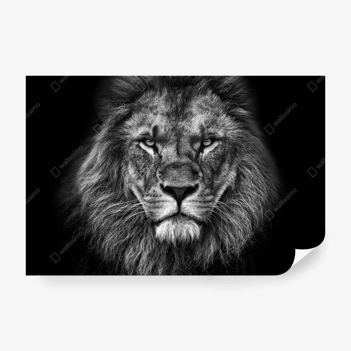 Papier peint regard de lion majestueux en noir et blanc – Wallnifity® Papier peint regard de lion majestueux en noir et blanc – Wallnifity®