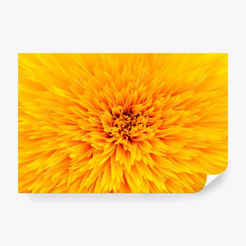 Papier peint éclat de tournesol en macro – Wallnifity® Papier peint éclat de tournesol en macro – Wallnifity®