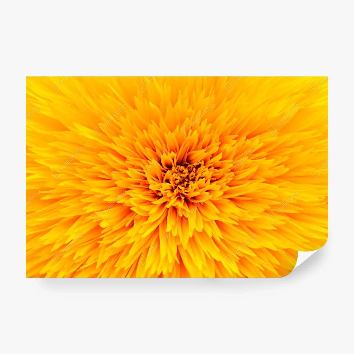 Papier peint éclat de tournesol en macro – Wallnifity® Papier peint éclat de tournesol en macro – Wallnifity®