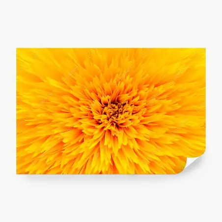 Papier peint éclat de tournesol en macro – Wallnifity®