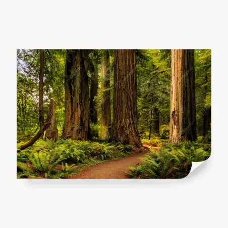 Papier peint promenade sous les séquoias de Californie – Wallnifity®