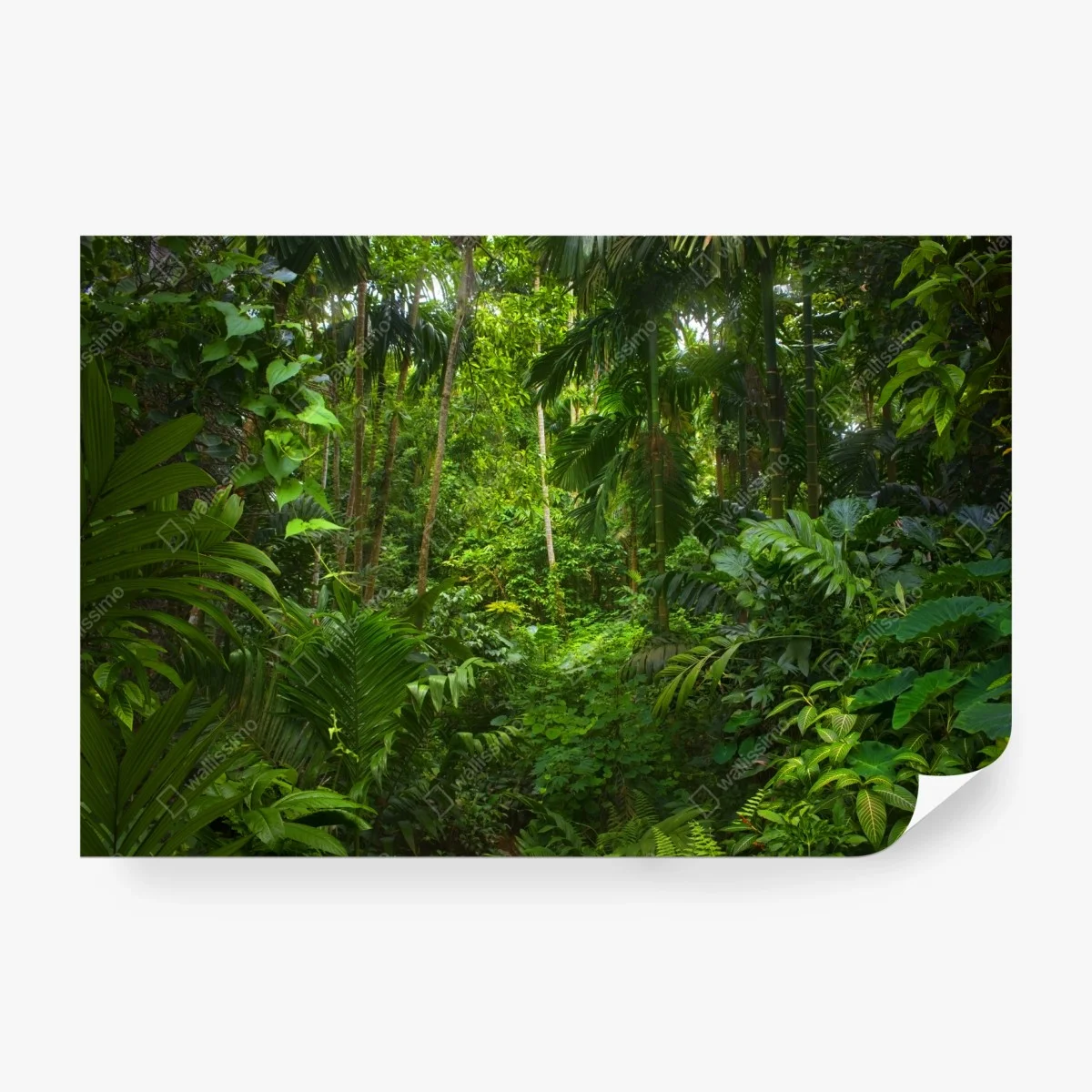 Papier peint oasis de verdure tropicale – Wallnifity® Papier peint oasis de verdure tropicale – Wallnifity®
