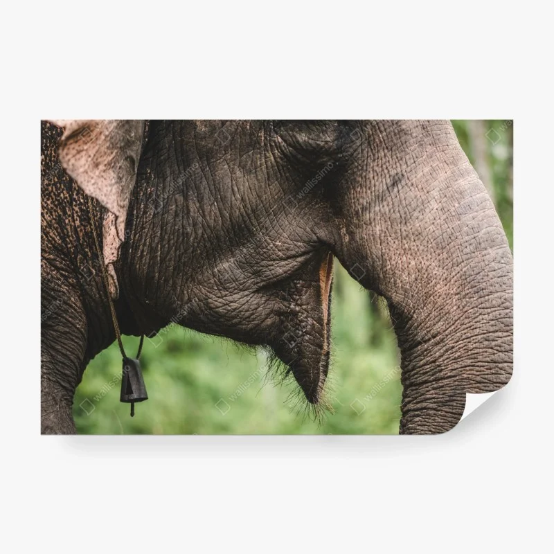 Papier peint détail majestueux d'un éléphant d'Asie – Wallnifity® Papier peint détail majestueux d'un éléphant d'Asie – Wallnifity®