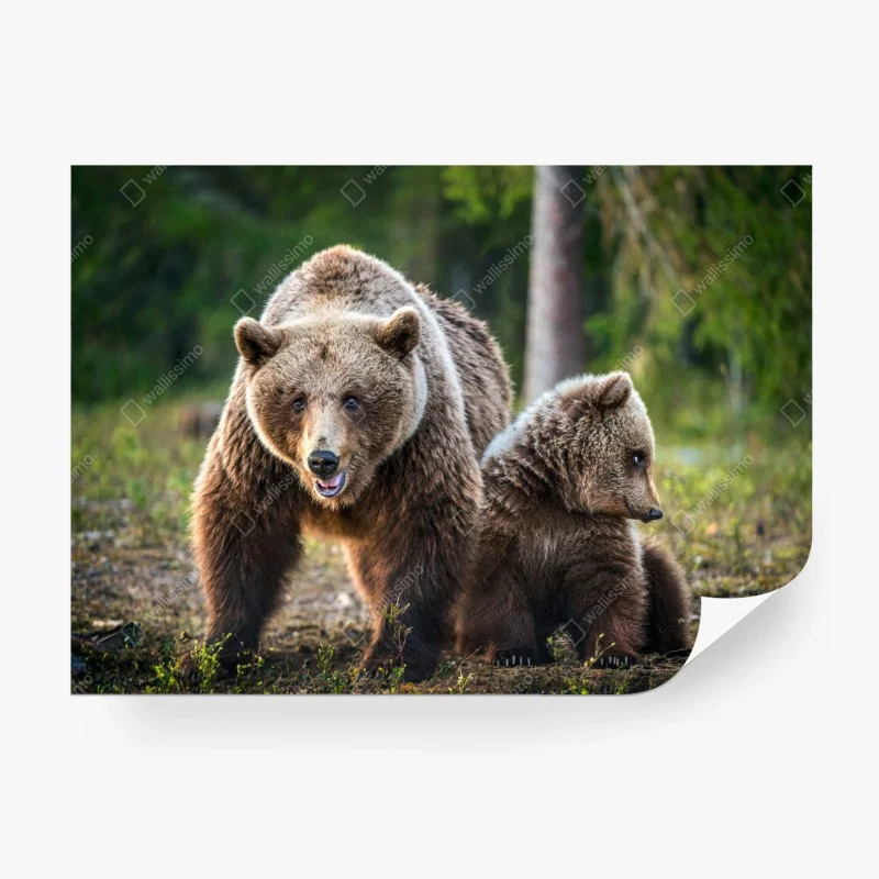 Papier peint ourse et ourson dans la forêt – Wallnifity® Papier peint ourse et ourson dans la forêt – Wallnifity®
